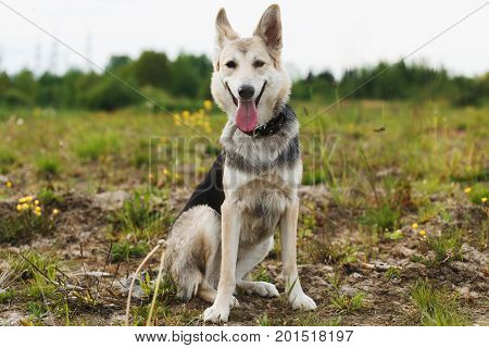 Portrait of a cute brown dog sitting in a meadow with tongue out looking at camera a green grass and trees background