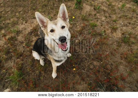 Portrait of a cute brown dog sitting with tongue out looking at camera a green grass background