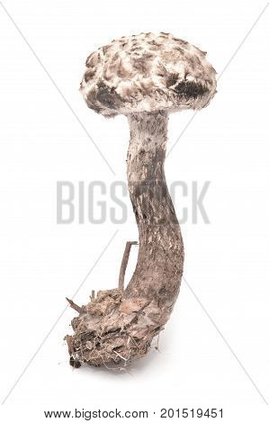 strobilomyces strobilaceus mushroom isolated on white background