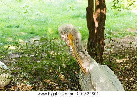 Pelican or Pink Pelican at the zoo outdoors