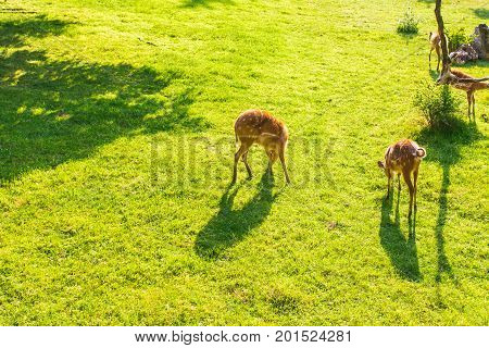 Roe deer eating fresh grass on the meadow, top view. Wildlife, animals, zoo and mammals concept.
