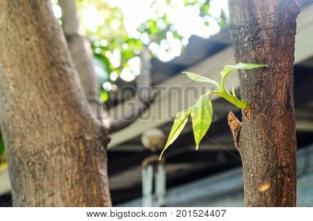 Branch and leaves mango on the mango tree.