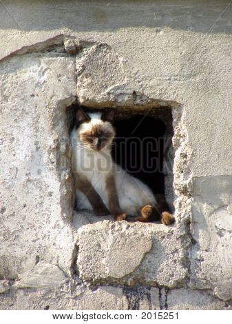 Весна леди Cat