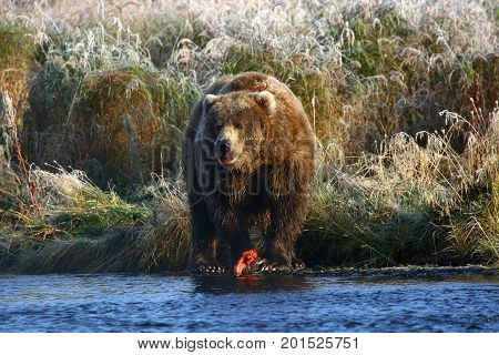 Kodiak brown bear fishing in Karluk River