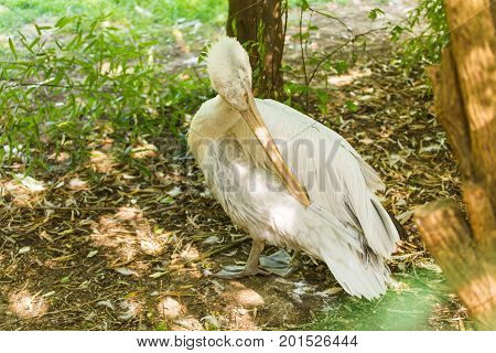 Pelican or Pink Pelican at the zoo outdoors