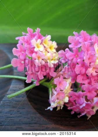 Aromaterapia Lantana