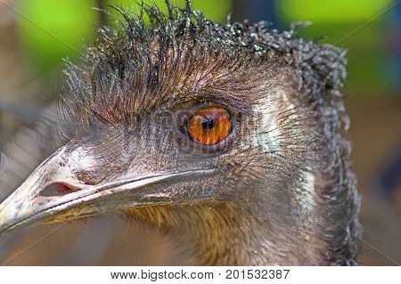 Emus head, big brown eyes and strong beak. Close-up