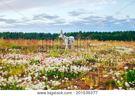 Adorable dalmatian dog is walking in a meadow, looking away, yellow and red grass and flowers background