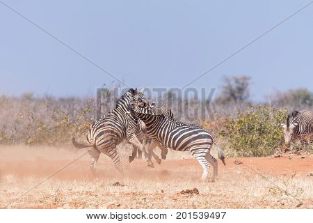 Three Burchells Zebra stallions fighting in North-Western Namibia.