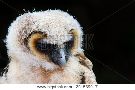 Owl Bird Of Prey Against Black Background Close-up En Face