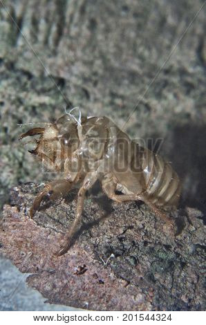 closeup view of a strange animal 1