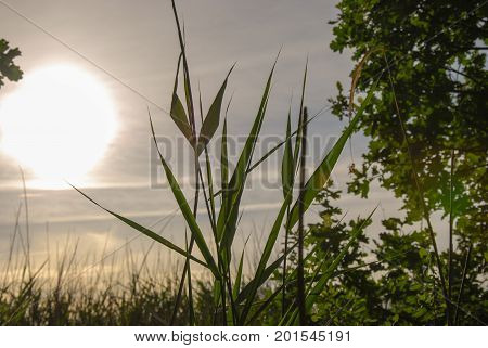 Green reed leaves closeup by sunset in a lush greenery