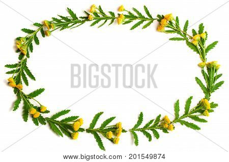 tansy with leaf isolated on a white background with copy space for your text. Top view. Medical herb.