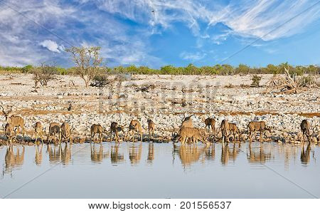 Landscape scene of Okaukeujo Waterhole in Etosha National Park with a large herd of Kudu drinking - Namibia