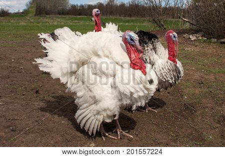 turkey male or gobbler in the village.