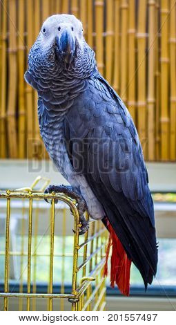 Parrot . African Grey Parrot. Parrot Jaco