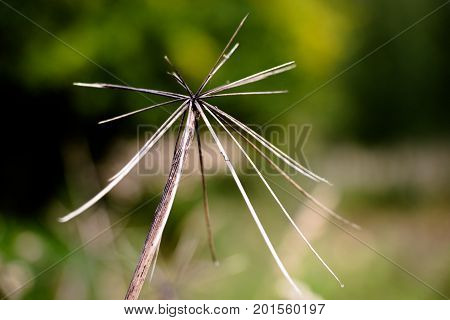 Interesting stratification is made by nature from the dried top of a herbaceous plant