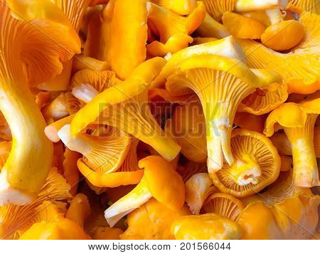 close up of fresh Chanterelles. good food mushroom.