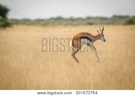 Springbok Pronking In The Grass.
