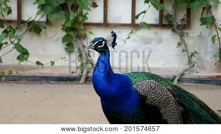 Peacock in the zoo. Portrait of a bird with bright blue plumage on the neck