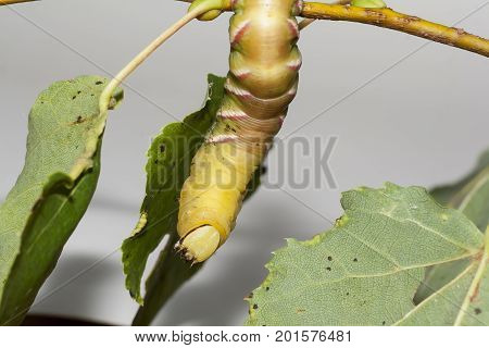 caterpillar of sphinx ligustri on green leaf