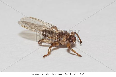 Lipoptena cervi (moose louse) extreme closeup shot