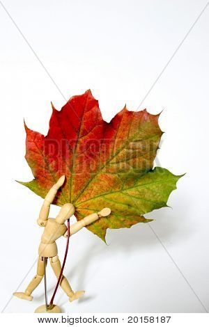 egy kis ember birtokában őszi levél