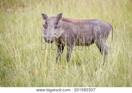 Warthog Standing In Between The High Grasses.