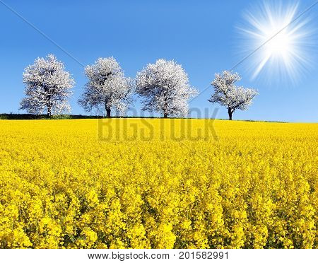 field of rapeseed canola or colza in latin Brassica Napus sun and alley of flowering cherry trees - rape seed is plant for green energy and oil industry - spring time view