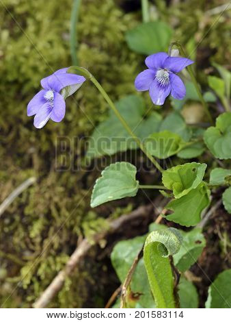 Common Dog-violet