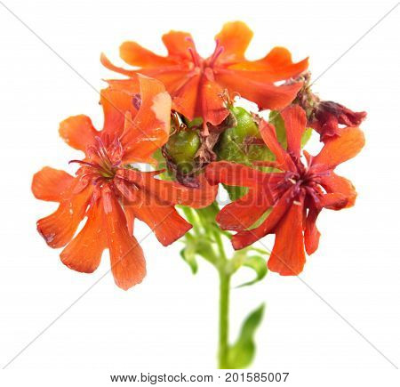Red flower of Maltese Cross plant (Lychnis chalcedonica) isolated on white background