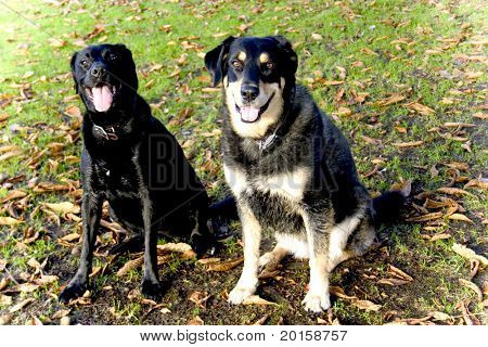 zwei Hunde