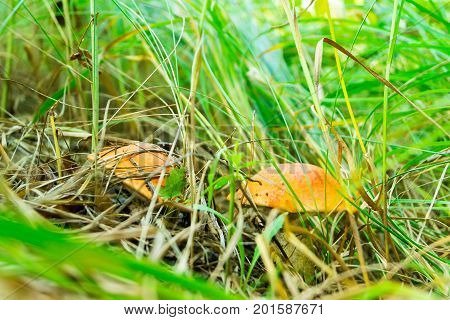 Mushroom orange-cap boletus in the forest bathed in natural light.