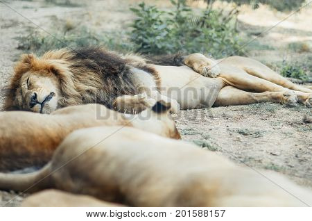 Several Lions From The Family, Sleeping In A Hot, Sunny Day