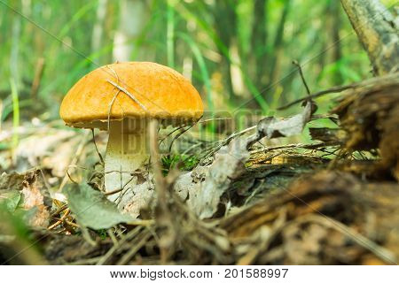 Mushroom orange-cap boletus in the forest bathed in natural light.