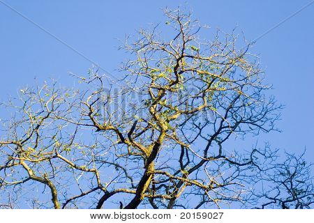 Krásný starý craggly strom s sun lesklý na něm