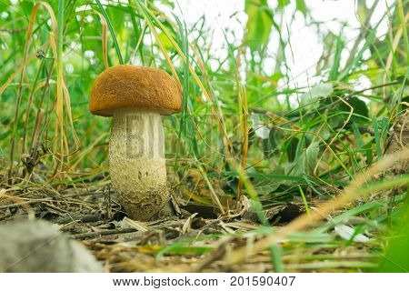 Mushroom boletus in the forest bathed in natural light.