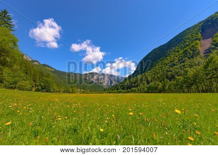 Mountain landscape with flowers on meadov, mountains and woods in background and blue sky with clouds