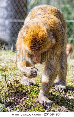 The Berber Monkey is looking for something to eat on the meadow