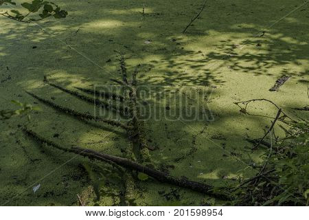 Green pond in south Bohemia in sunny day