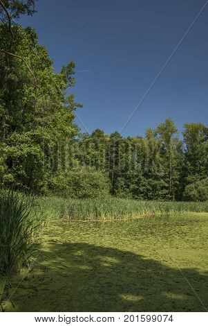 Green pond in south Bohemia in sunny day