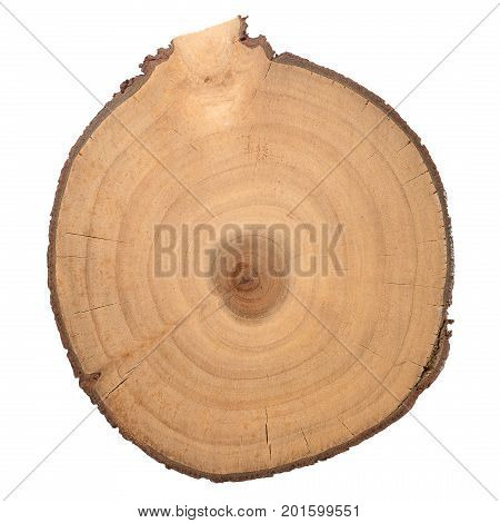 Wood log slice cutted tree trunk isolated on white top view.