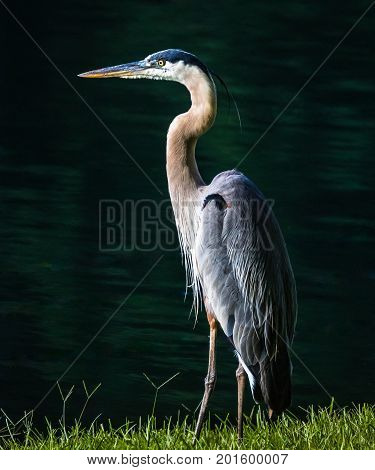 A vertical photo of a blue grey white and yellow heron standing by the edge of the water on green grass