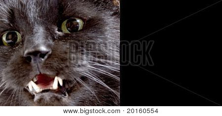 Kočka s ostrými zuby