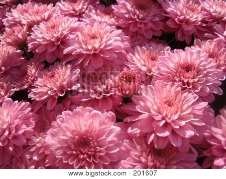 Burst Of Purple