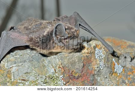 A close up of the small bat on stone.