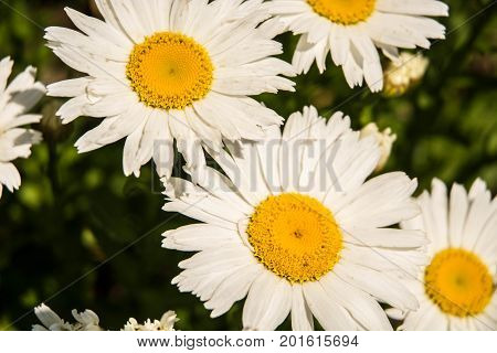 White and yellow daisies with green background