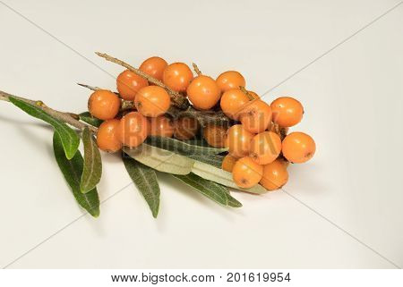 Buckthorn berry on a teig isolated over white