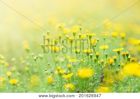 Thymophylla yellow flowers in nature summer background blurred image. Spring background with beautiful yellow flowers