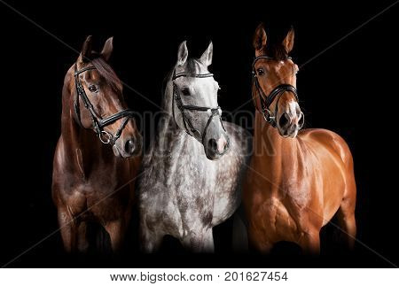 Different Horses Against Black Background
